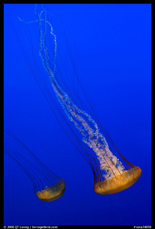 Two Jellies, Monterey Bay Aquarium. Monterey, California, USA
