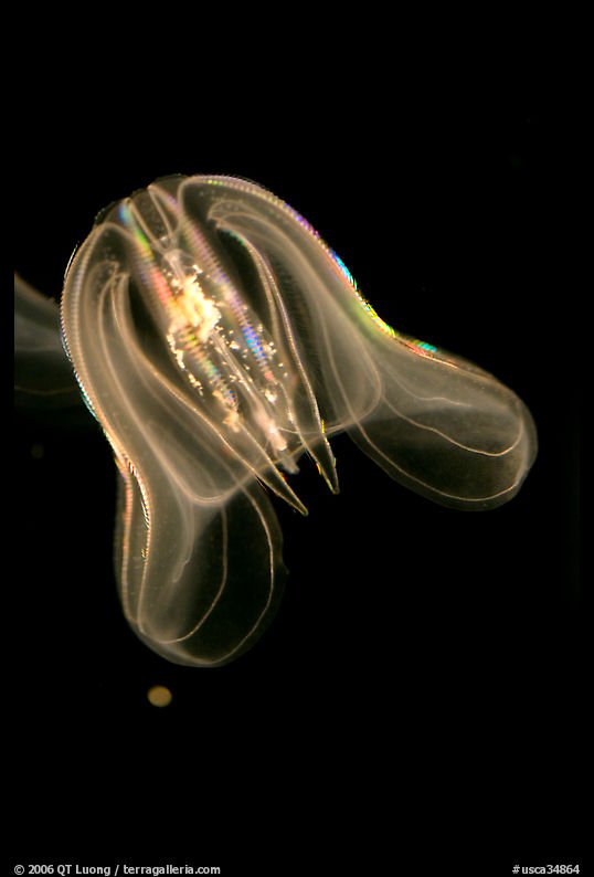 Flower hat jelly, Monterey Bay Aquarium. Monterey, California, USA