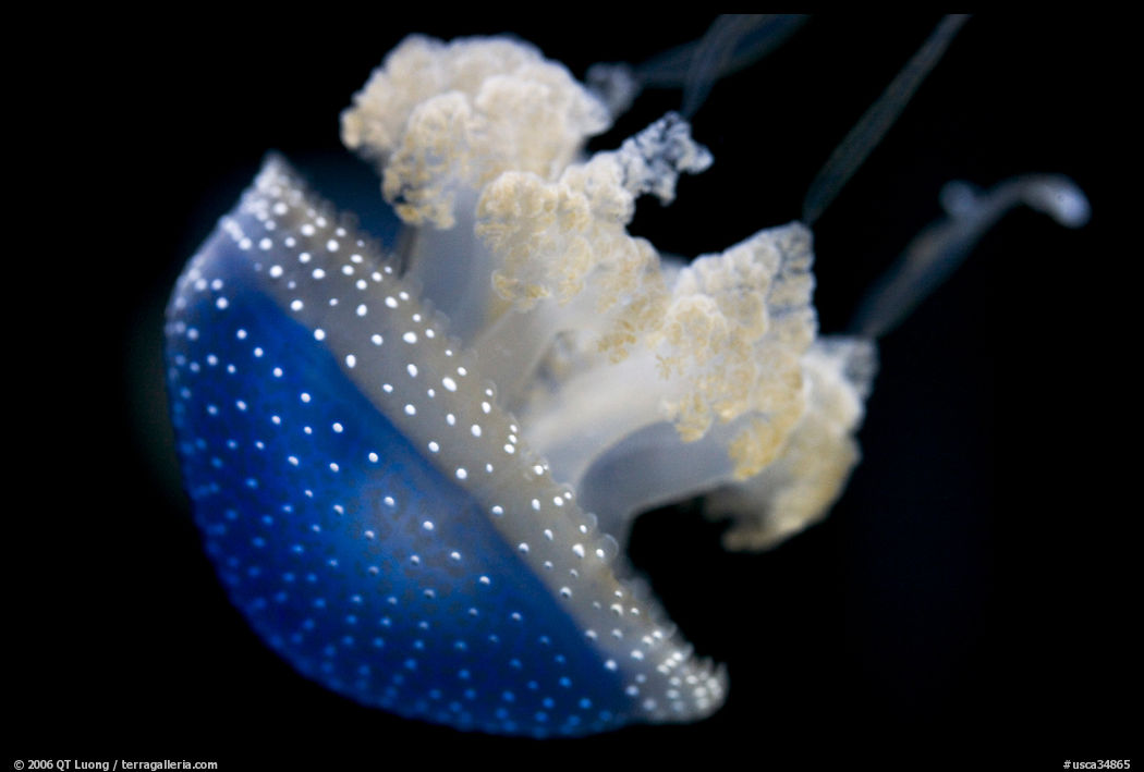 Blue jelly, Monterey Bay Aquarium. Monterey, California, USA