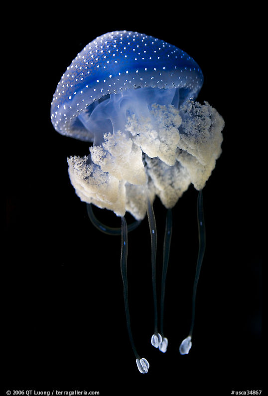 Blue jellyfish, Monterey Bay Aquarium. Monterey, California, USA