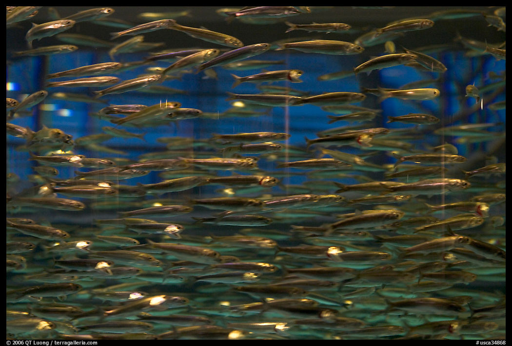 Swarm of Anchovies. Monterey, California, USA