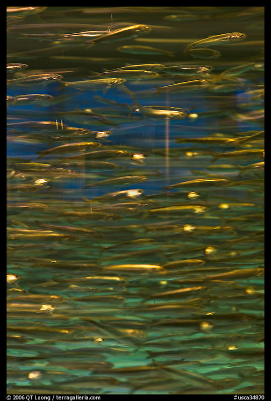 Anchovies swimming in circles. Monterey, California, USA