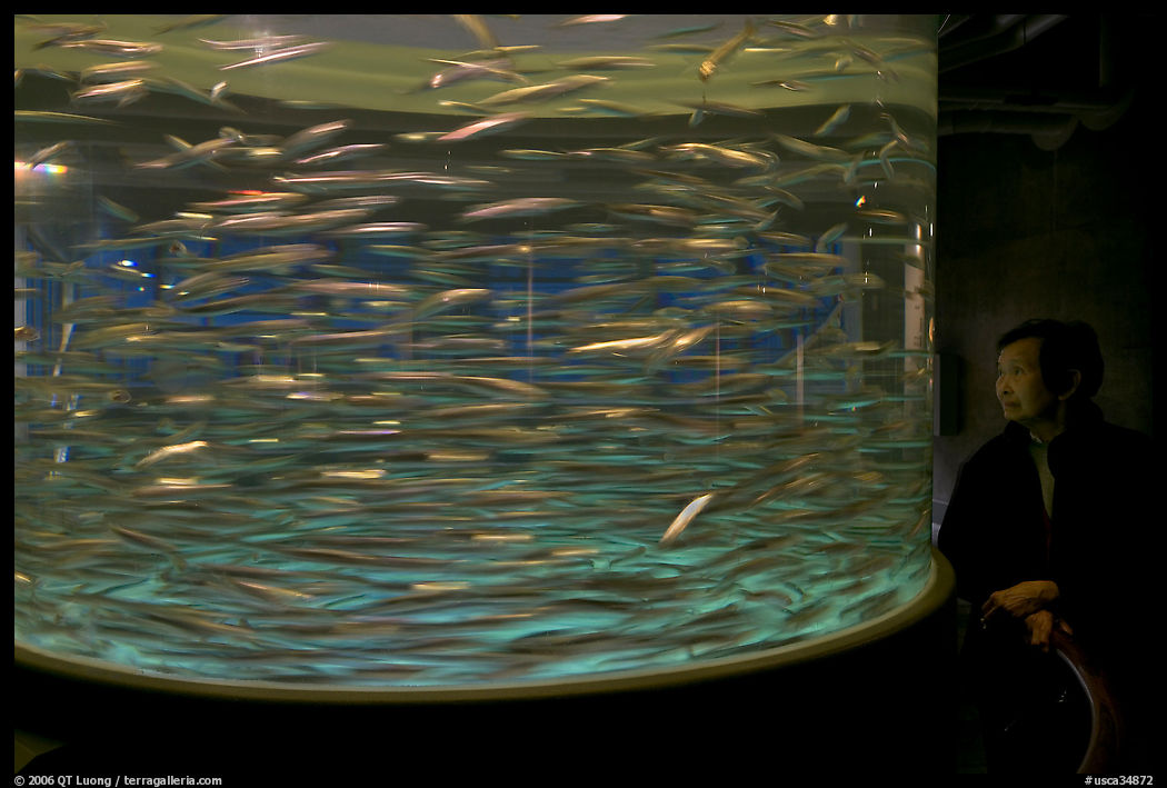 Woman looking at anchovies swiming. Monterey, California, USA
