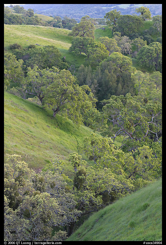 Oaks and hills in late spring. San Jose, California, USA
