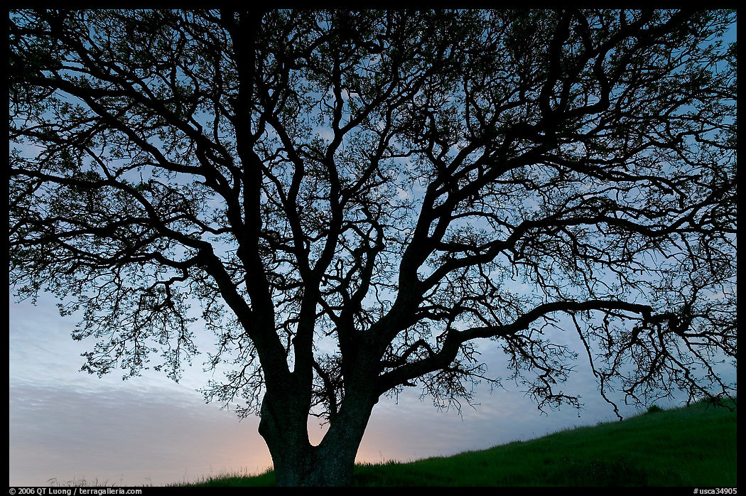 Oak tree silhouetted at sunset. San Jose, California, USA