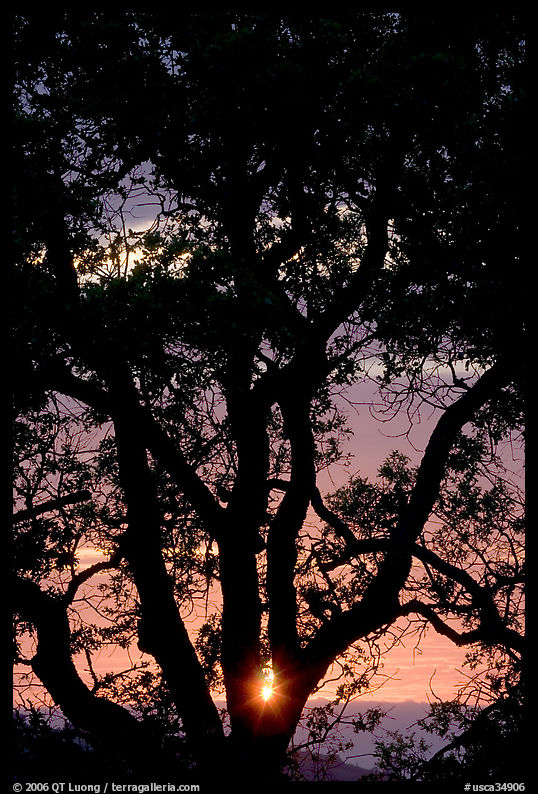 Oak tree and sun. San Jose, California, USA