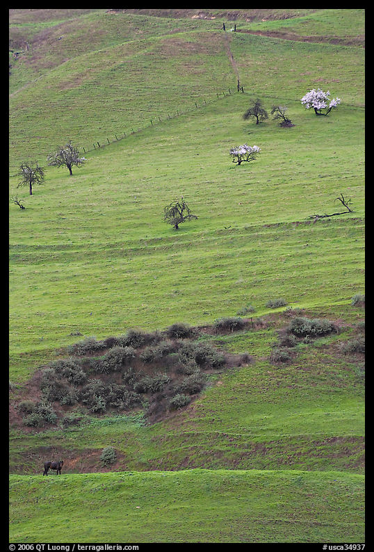 Hillside pastures in spring, Mount Hamilton Range foothills. San Jose, California, USA