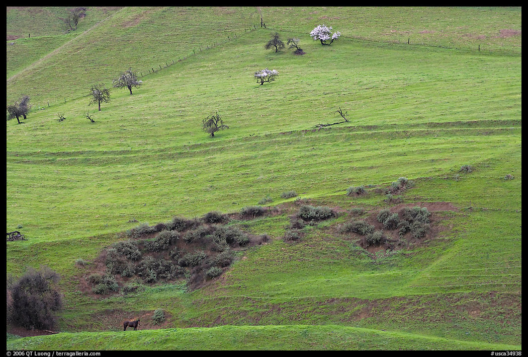 Hillside farmlands in spring, Mount Hamilton Range foothills. San Jose, California, USA