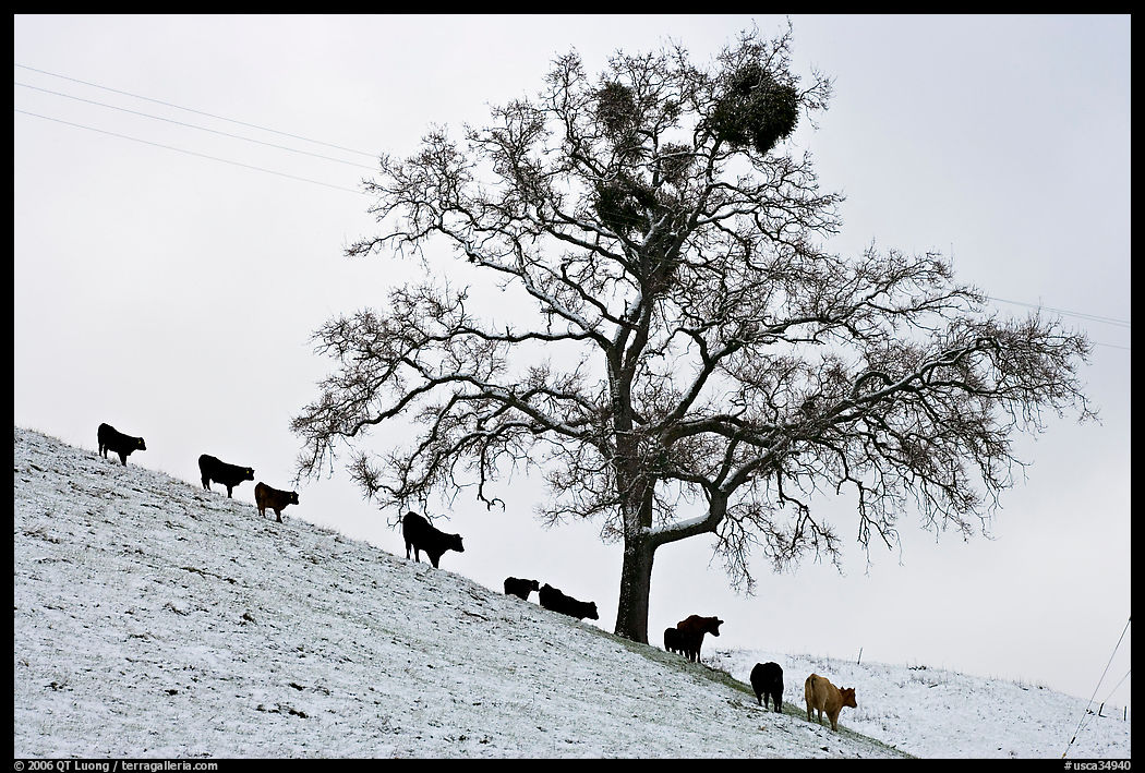Cows and tree with mistletoe on snowy hill, Mount Hamilton Range foothills. San Jose, California, USA