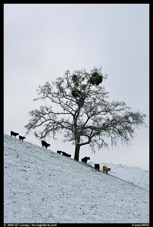 Cows and oak tree on snow-covered slope, Mount Hamilton Range foothills. San Jose, California, USA