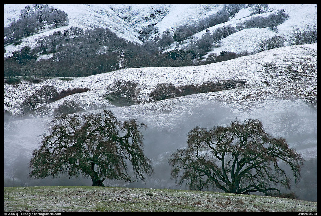 Two oaks and snowy hills, Joseph Grant Park. San Jose, California, USA