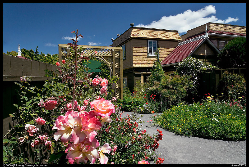 Roses in backyard. Winchester Mystery House, San Jose, California, USA