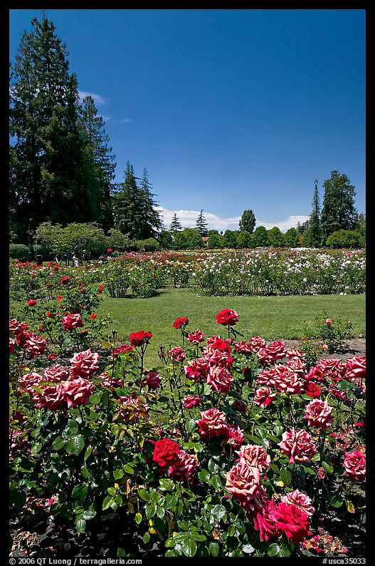 Red roses, Municipal Rose Garden. San Jose, California, USA