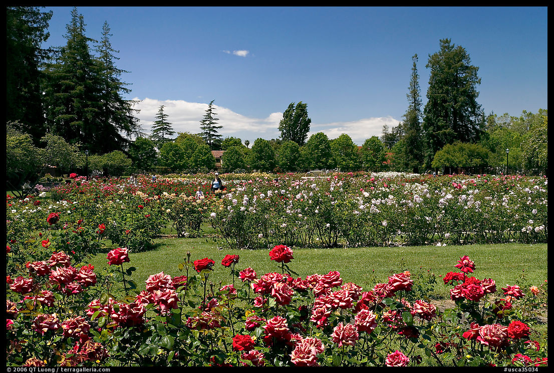 San Jose  Rose Garden. San Jose, California, USA