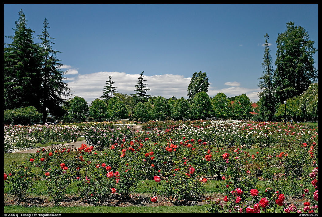 Roses and pine trees, Municipal Rose Garden. San Jose, California, USA