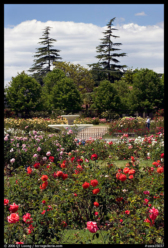Roses and fountain, Municipal Rose Garden. San Jose, California, USA