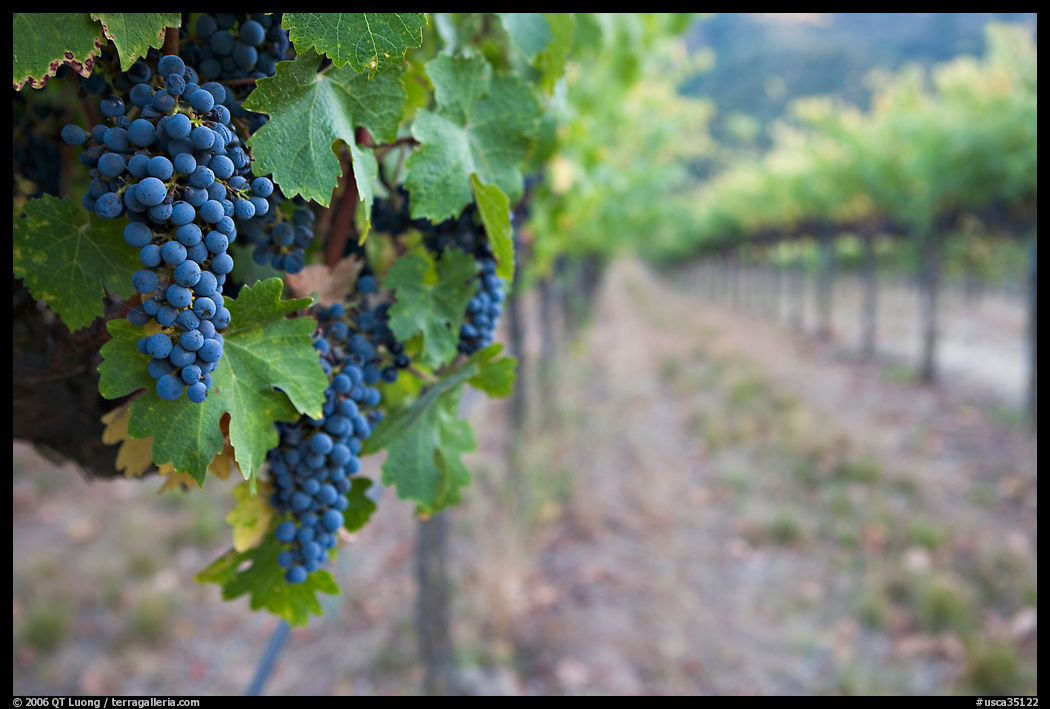 Grapes in vineyard, Gilroy. SF Bay area, California, USA