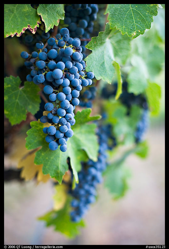 Grapes, Gilroy. SF Bay area, California, USA