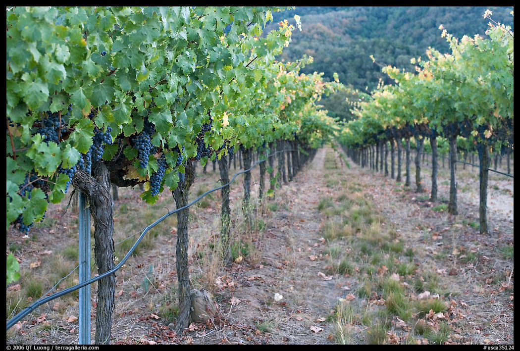 Vineyard, Gilroy. SF Bay area, California, USA