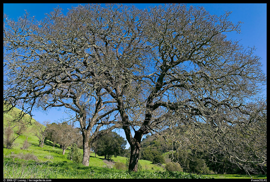 Bare oak trees in spring, Sunol Regional Park. SF Bay area, California, USA