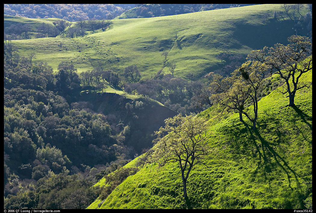 Bare oak  trees on hillside in early spring, Sunol Regional Park. SF Bay area, California, USA