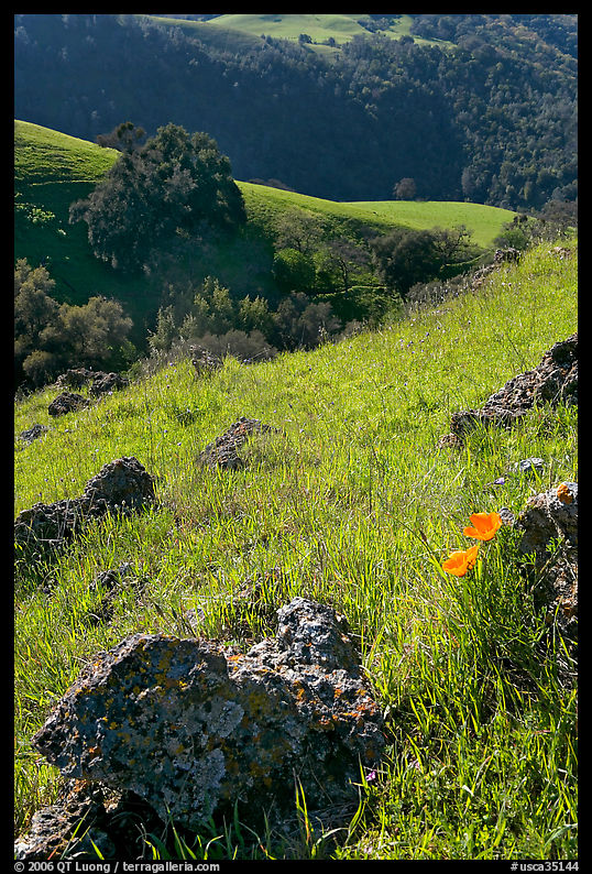 Rocks, poppies, and hillsides, Sunol Regional Park. SF Bay area, California, USA
