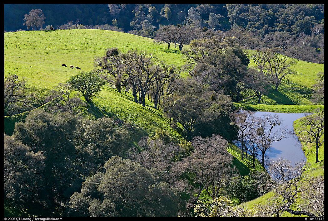 Pastoral scene with cows, trees, and pond, Sunol Regional Park. SF Bay area, California, USA