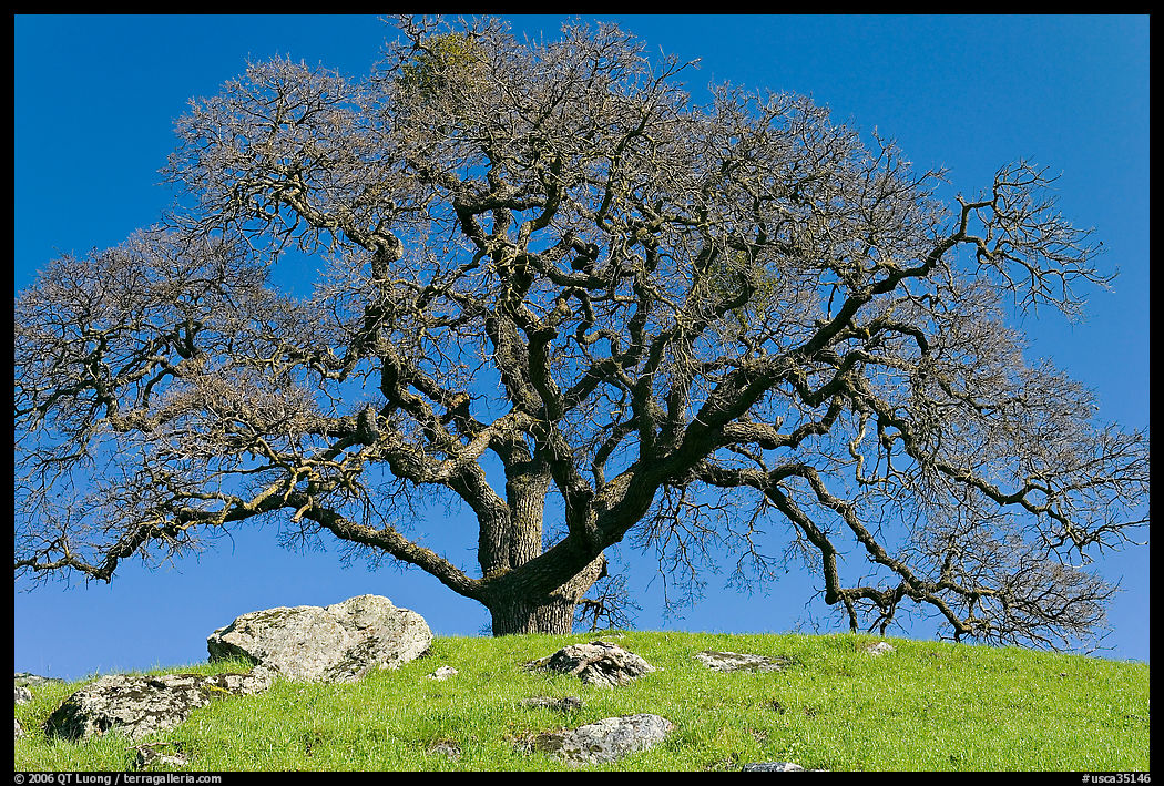 Bare oak tree and rocks on hilltop, Sunol Regional Park. SF Bay area, California, USA