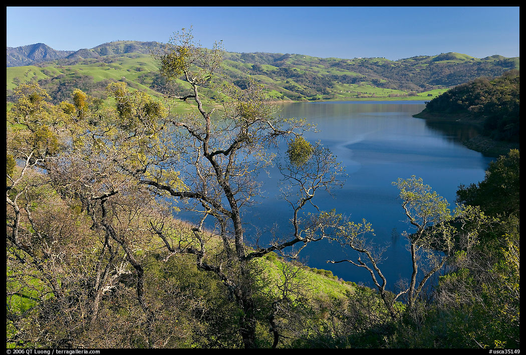 Oak Trees and Calaveras Reservoir. SF Bay area, California, USA