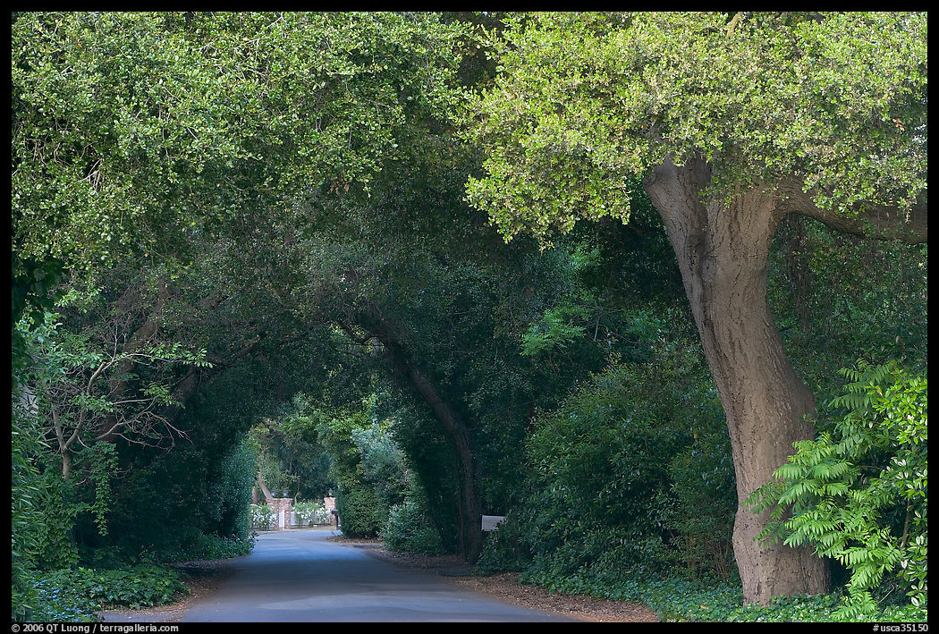 Tunnel of trees on residential street. Menlo Park, SF Bay area, California, USA