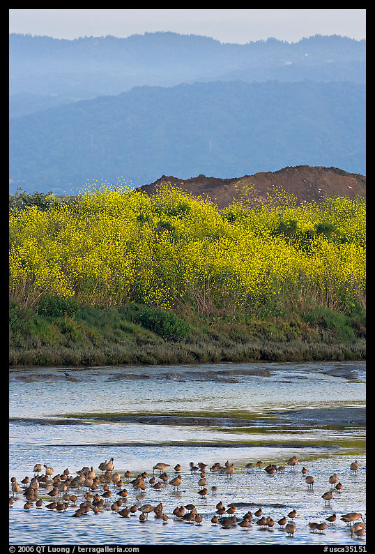 Birds on tidal flats and hills, Palo Alto Baylands. Palo Alto, SF Bay area, California, USA