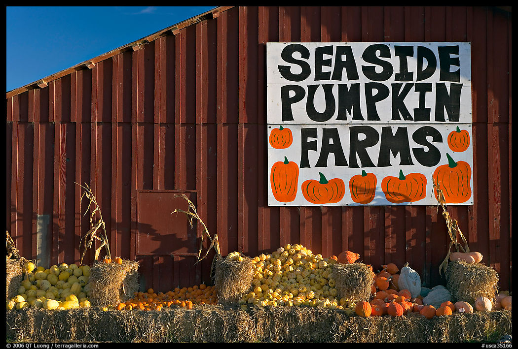 Seaside pumpkins farms sign on red barn. SF Bay area, California, USA