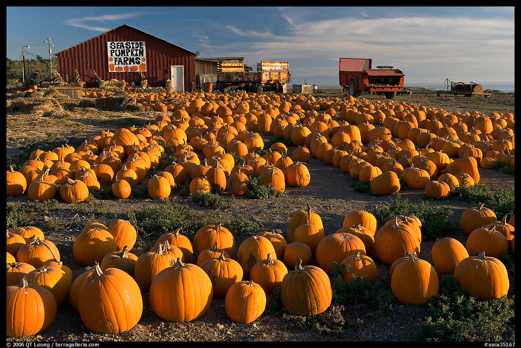 Rows of pumpkins on farm, late afternoon. SF Bay area, California, USA