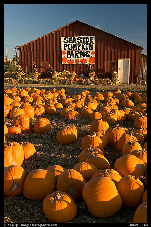 Pumpkins and red barn. SF Bay area, California, USA