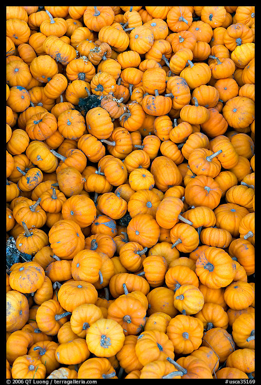 Pletora of small pumpkins. SF Bay area, California, USA