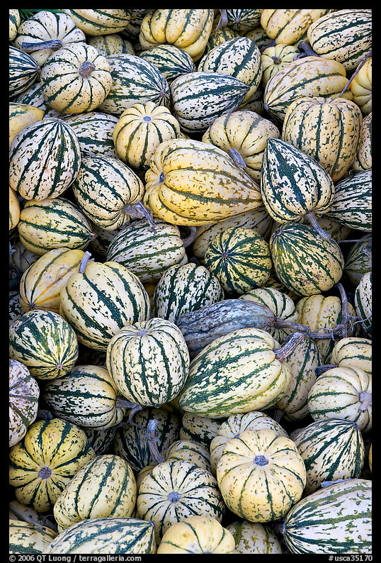Small squashes. SF Bay area, California, USA