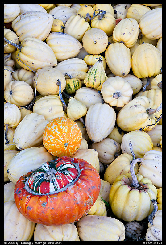 Small squashes and pumpkins. SF Bay area, California, USA
