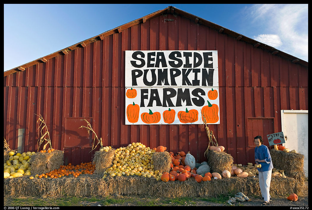 Woman checking out pumpkins in front of red barn. SF Bay area, California, USA