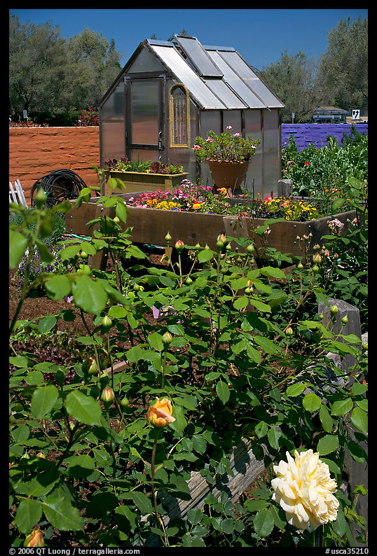 Flowers and small greenhouse, Sunset Gardens. Menlo Park, SF Bay area, California, USA