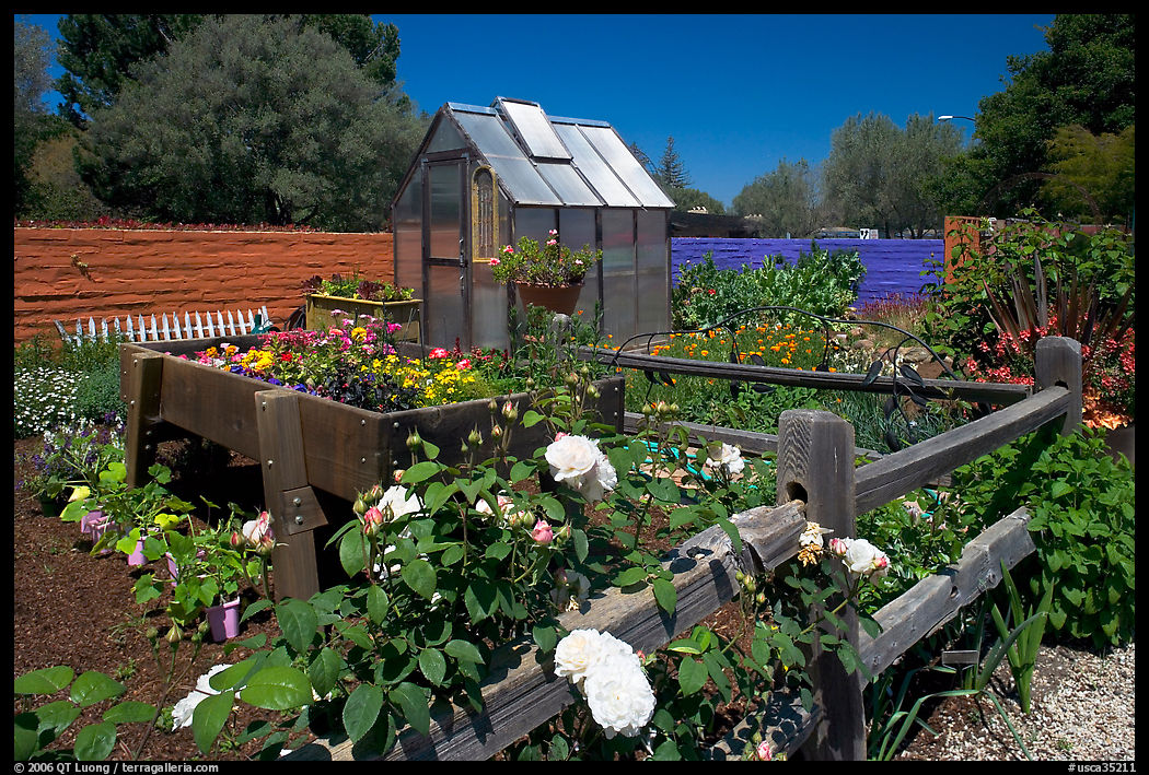 Roses and small shed, Sunset Gardens. Menlo Park, SF Bay area, California, USA