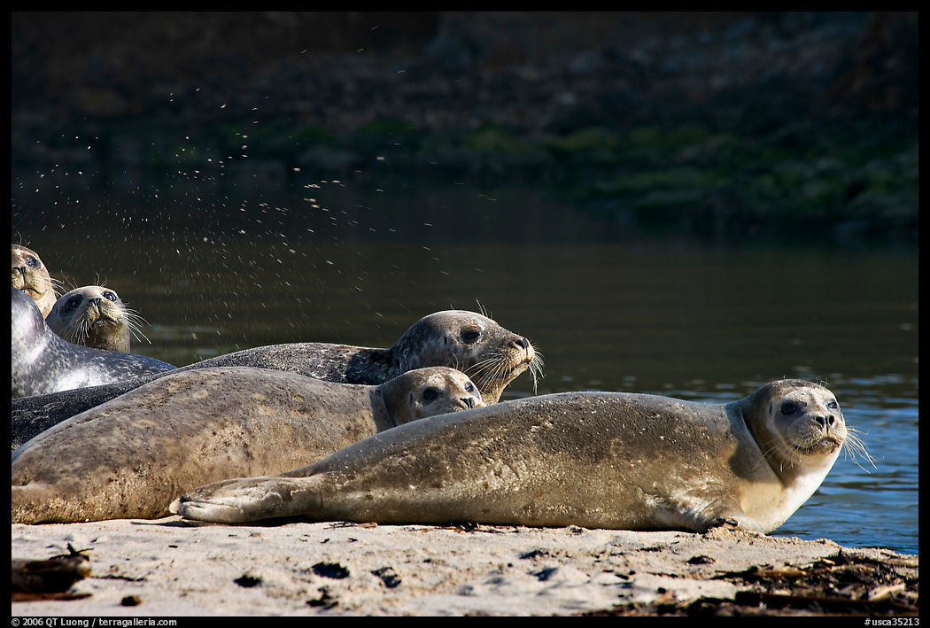 Seals and stream, Pescadero Creek State Beach. San Mateo County, California, USA