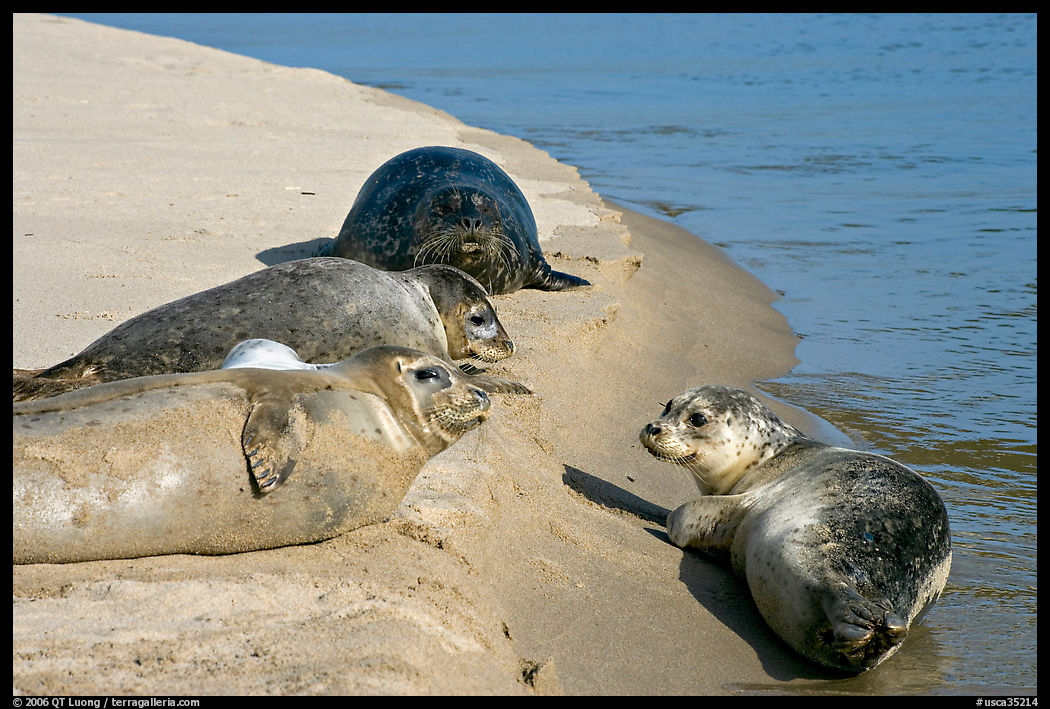 Two seals, Pescadero Creek State Beach. San Mateo County, California, USA