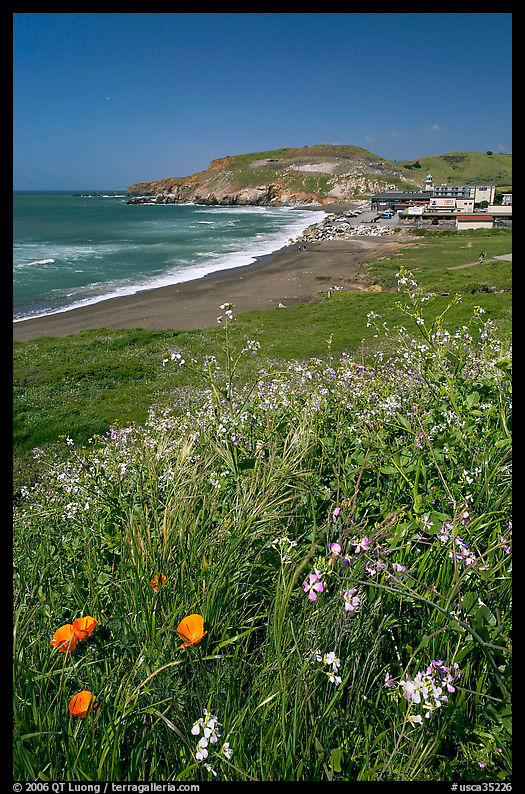 Wildflowers and and Rockaway beach, Pacifica. San Mateo County, California, USA