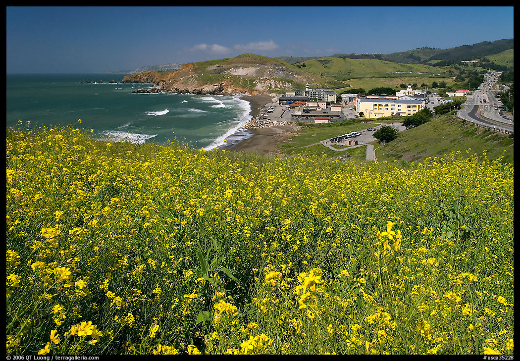 Yellow mustard flowers, beach and highway, Pacifica. San Mateo County, California, USA