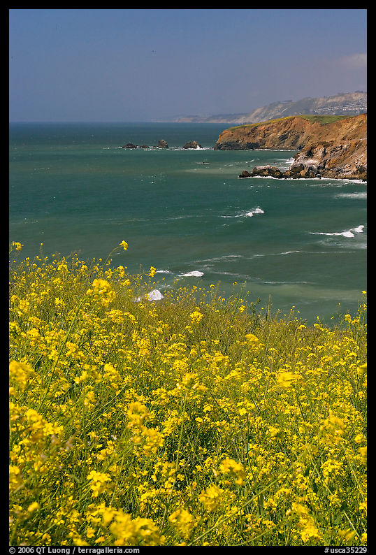 Yellow mustard flowers, coastline with cliffs, Pacifica. San Mateo County, California, USA