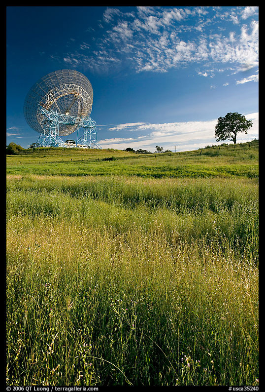 150 ft Antenna and tree, Stanford academic preserve. Stanford University, SF Bay area, California, USA