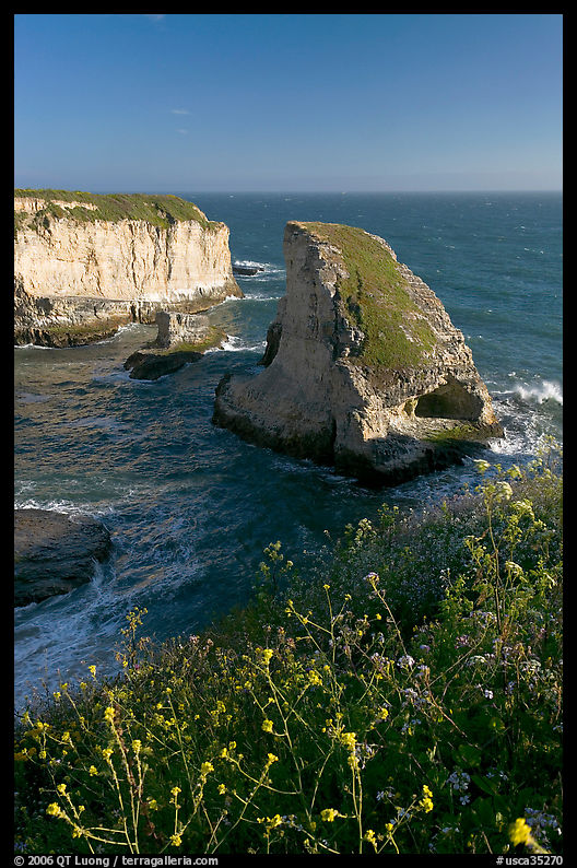Flowers and rock island near Davenport. SF Bay area, California, USA