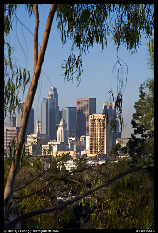 Skyline through trees. Los Angeles, California, USA