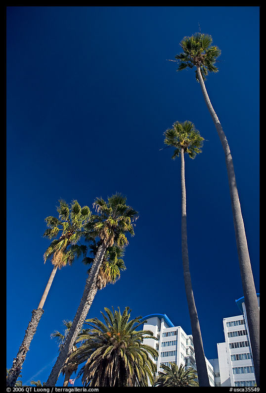 Palm trees and hotels. Santa Monica, Los Angeles, California, USA
