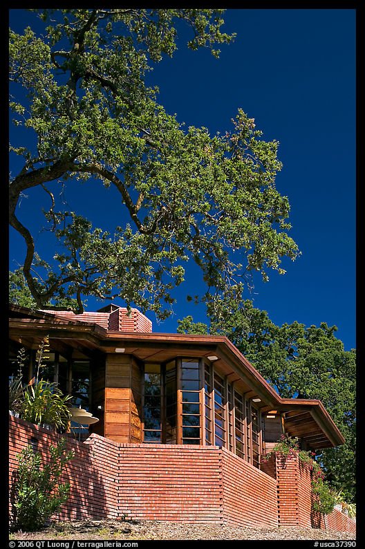 House with tree growing from within, Hanna House, a Frank Lloyd Wright masterpiece. Stanford University, SF Bay area, California, USA